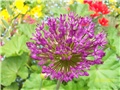 ukrasni luk -lat. allium ( giganteum)